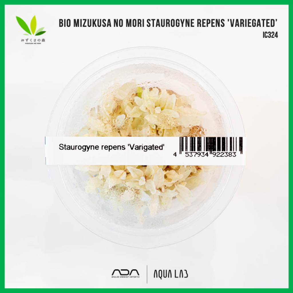 BIO Staurogyne repens 'variegated’ (ไฮโกรใบมนด่าง) [ไม้น้ำ - Aquatic ...