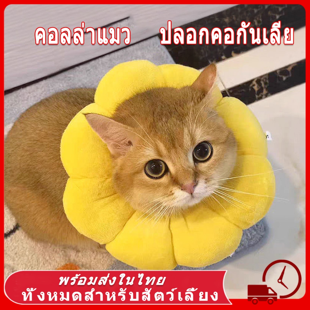 ☀️collar แมว ปลอกคอแมว คอลล่าแมว ปอกคอแมว ปลอกคอกันเลีย ปอกคอสัตว์เลี้ยง ลำโพงกันเลีย ปอกคอกันเลีย คอลล่าสุนัข คอลล่า