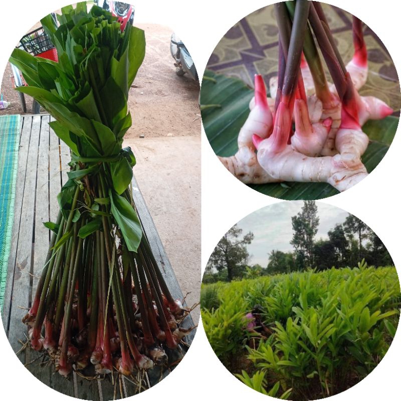 ต้นข่าแดง/ข่าตาแดง 1 มัน มี 20 ถึง 30 ต้น | Shopee Thailand