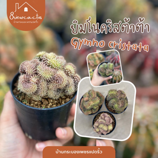 Gymno cristata ยิมโนคริส เชื้อด่าง ไม้เมล็ด คัดฟอร์มสวยๆ แคคตัส กระบองเพชร cactus&amp;succulent