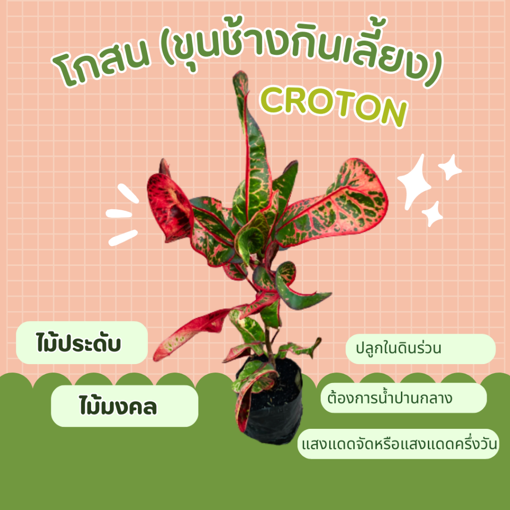 ต้นโกสน-ขุนช้างกินเลี้ยง-croton