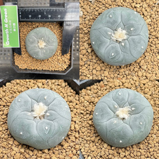 โลโฟโฟร่า วิลเลี่ยม Lophophora williamsii ไม้เมล็ด ลุ้นฟอร์มตอนโต