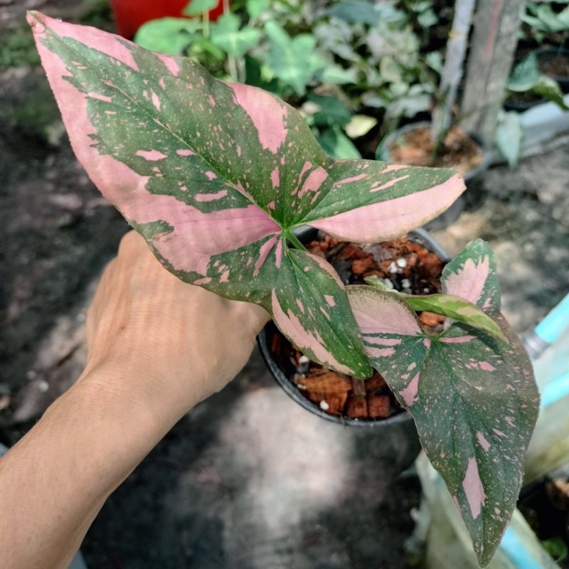 syngonium-pink-splash-คัดลายสวยๆ-ซิงโกเนียม-พิ้งค์สแปลช-เงินไหล่มาด่างชมพู