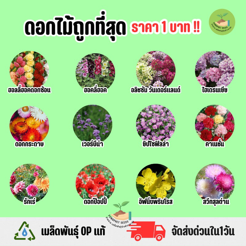 ราคาถูกที่สุด-ดอกไม้ประดับราคาถูก