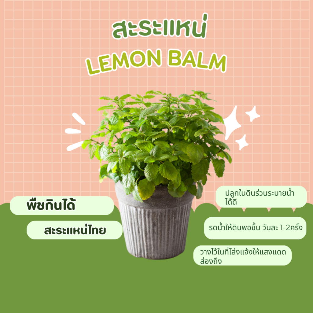 ต้นสะระแหน่-สะระแหน่ไทย-lemon-balm-พืชกินได้