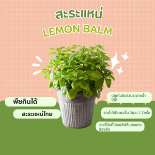 ต้นสะระแหน่ สะระแหน่ไทย lemon balm พืชกินได้