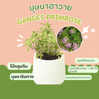 บุษบาฮาวาย บาหยา ไม้คลุมดิน ย่าหยา บุษบาริมทาง Ganges Primrose, Chinese violet, Coromandel, Creeping foxglove, Baya