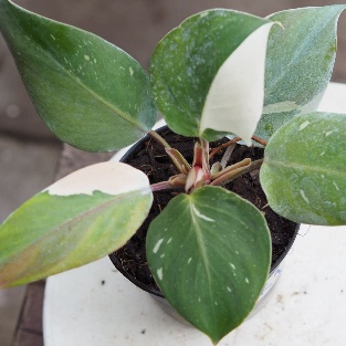 philodendron white knight