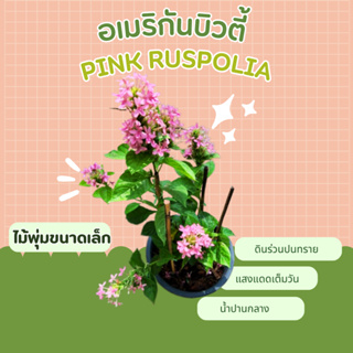 ต้นอเมริกันบิวตี้ Pink Ruspolia
