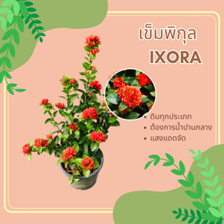 เข็มพิกุล ต้นเข็มซ้อน Ixora, West Indian Jasmine