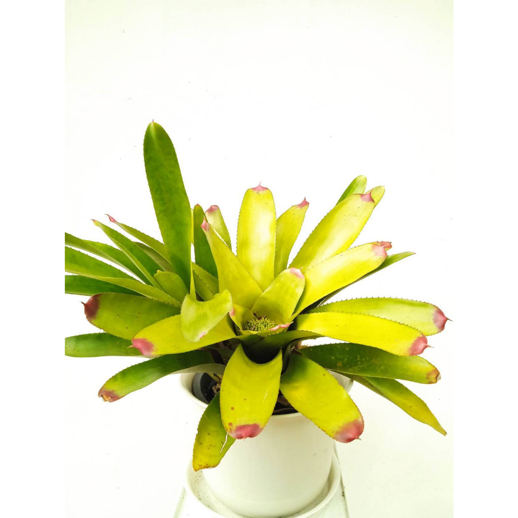 สับปะรดสี-หรือบรอมีเลียด-bromeliad-ไม้ประดับ-โตช้า-ทนแล้ง