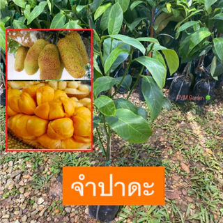 ต้นจำปาดะ จำปาดะ พันธุ์ขวัญสตูล  ทาบกิ่ง พันธุ์เเท้ ให้ผลเร็ว (รับประกัน ส่งใหม่ฟรี หากสินค้าเเสียหาย!!) photo