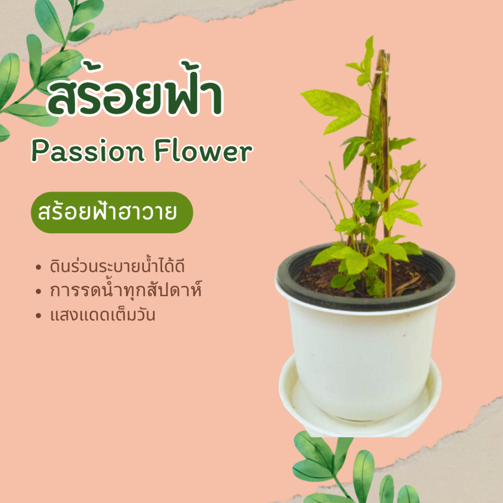 สร้อยฟ้า-สร้อยฟ้าฮาวาย-passion-flower-passion-vine