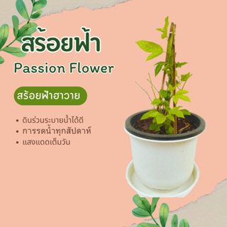 สร้อยฟ้า สร้อยฟ้าฮาวาย (Passion Flower) passion vine