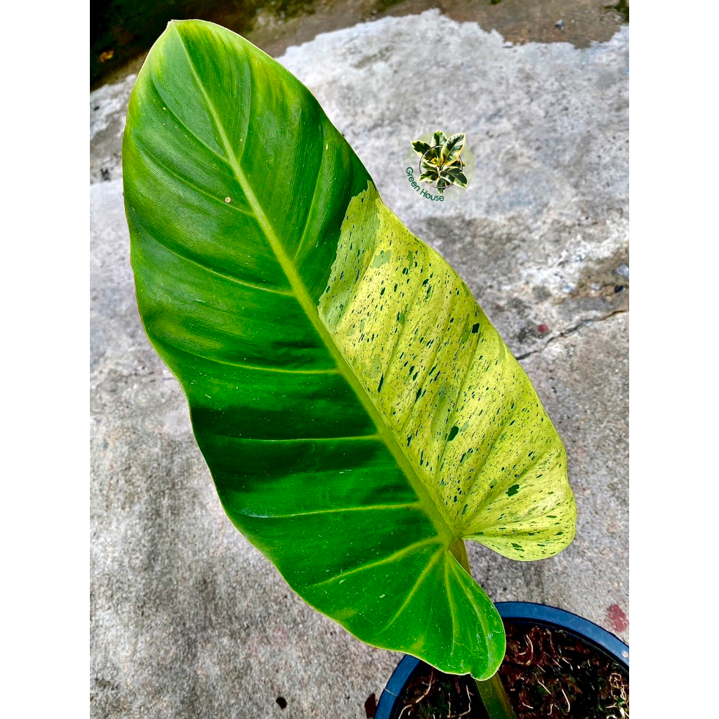 Philodendron Ruaysap Variegated (Marble) ฟิโลเดนดรอน รวยทรัพย์หินอ่อน