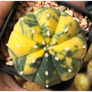 ด่างลายกระจายดีมาก เอาไป💯คะแนนเต็ม🍉🧡💛💚Astrophytum asterias Variegata