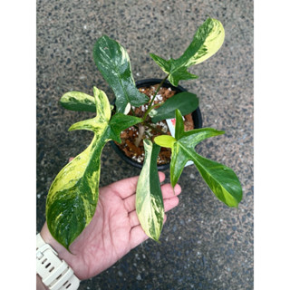 กุ้งด่าง ก้ามกุ้งด่าง philodendron florida beauty var. ไม้ด่าง