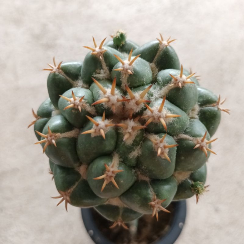 ช้างแคคตัส-coryphantha-elephantidens-ไม้กร๊าฟ