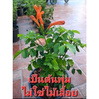 พวงแสด(ต้นเล็กพุ่ม) สีส้ม/เหลือง  ส่งทั้งกระถาง 6 นิ้ว