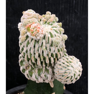 [พร้อมส่ง]🌵 แคคตัส เปเล่มอนส์ ไม้กราฟ Pelecyphora aselliformis f. monstruosa cactus ไม้กราฟ จำนวน 1 ต้น