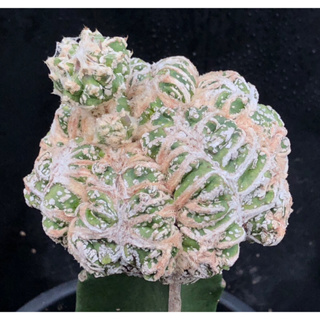 [พร้อมส่ง]🌵 แคคตัส มาริโอ กิ๊กโก๊ะ Astrophytum cactus ไม้กราฟ จำนวน 1 ต้น