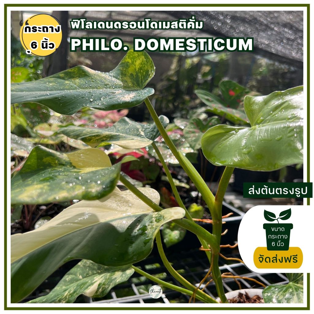 ฟิโลเดนดรอนโดเมสติคั่ม-philodendron-domesticum-ต้นด่าง