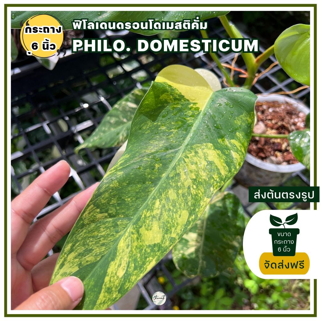 ฟิโลเดนดรอนโดเมสติคั่ม-philodendron-domesticum-ต้นด่าง