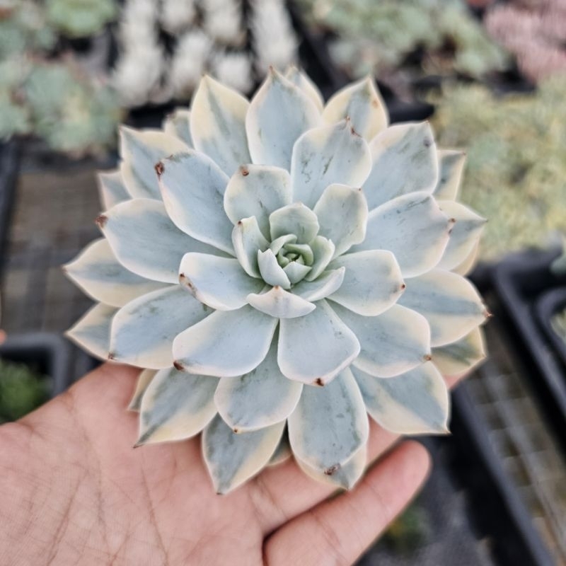 กุหลาบหิน-ไม้อวบน้ำ-echeveria-subsessilis-variegate-ฟอร์มกอสวยๆ-กระถาง-10-cm