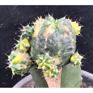 [พร้อมส่ง]🌵 แคคตัส อิชิโนซิริอุสด่าง Echinocereus knippelianus variegated cactus ไม้กราฟ จำนวน 1 ต้น