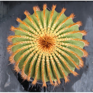[พร้อมส่ง]🌵 แคคตัส แผงคอม้า ขนทอง  Uebelmannia pectinifera var. eriocactoides cactus ไม้กราฟ จำนวน 1 ต้น