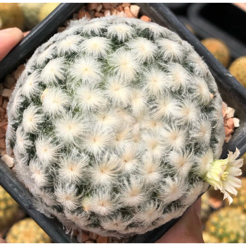 ขนร่มขนละมุนไม้เมล็ดนะคะ-สวยๆ-mammillaria-plumosa-แมมขนนกขาวลูกไม้ขนร่มพ่อแม่ขนญี่ปุ่นเกิดโตที่สวน