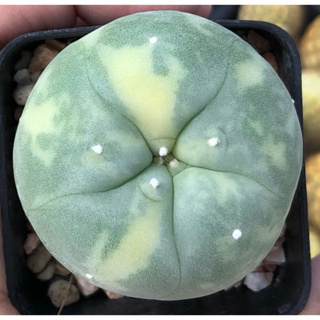 💕💖 ต้าวอ้วนลายด่างสวยละมุนมากก🧚🏻‍♀️ 🐷🐽🐷เจ้าเปาด่าง Lophophora Diffusa koike variegata หน้าอ้วน🐽