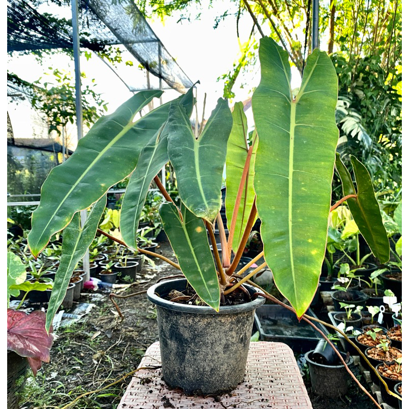 ฟิโลเดนดรอนก้านส้ม (PHILODENDRON BILLIETIAE CROAT) | Shopee Thailand