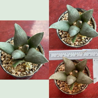 Ariocarpus แคคตัค แถมไม้เมล็กจิ๋ว 2 ต้น ต่อ 1 Box