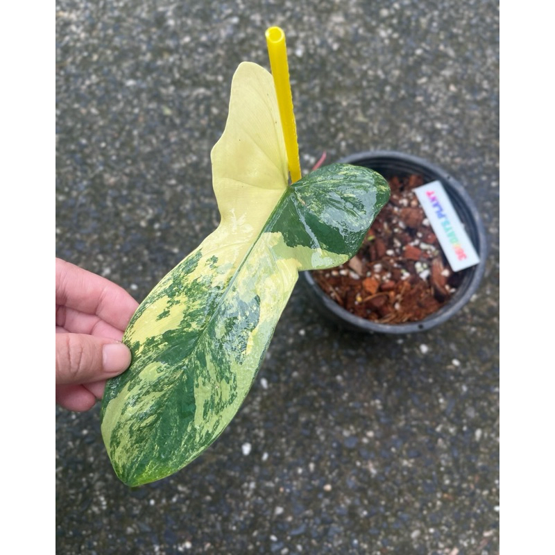 ส่งต้นในภาพ-ฟิโลไวโอลินด่าง-ฟิโลไวโอลีนด่าง-ฟิโล-ด่างเหลือง-philodendron-bipennifolium-var