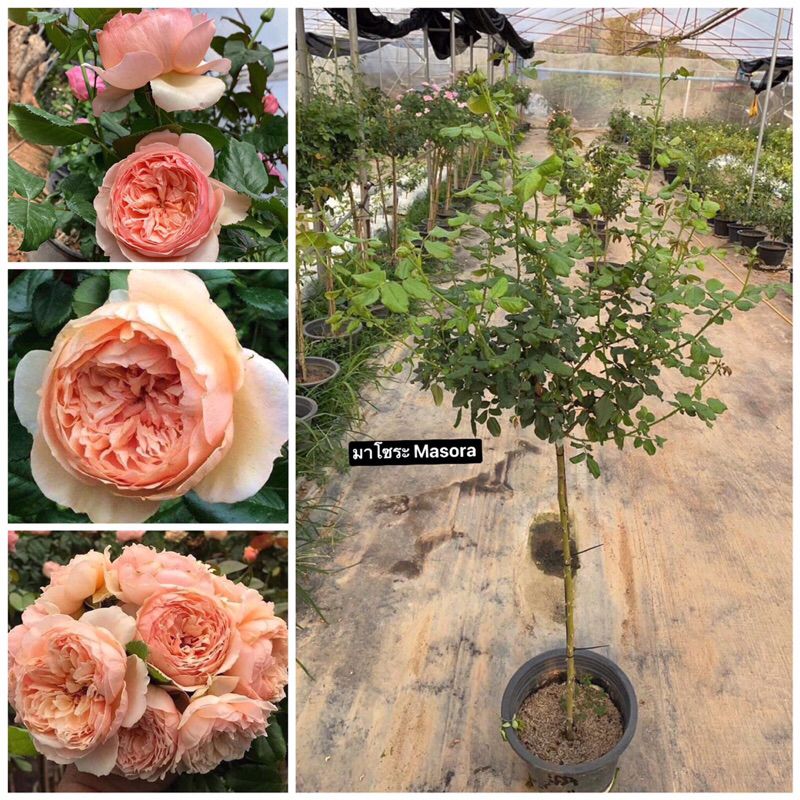 กุหลาบ-ทรีโรสมาโซระ Tree Rose Masora ดอกใหญ่ ทรงถ้วย หอมมาก เลี้ยงง่าย ...