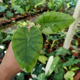 ❤️ (1/11/66) Colocasia Gigantea Hook 🌱 โคโลคาเซีย ออดิบด่างขาว 🌱 ไม้ด่าง บอนสี 🌱 [CGH]