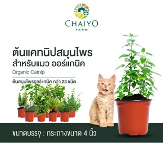 ต้นแคทนิปสมุนไพรสำหรับแมว ออร์แกนิค Organic Catnip และต้นสมุนไพรออร์แกนิค กว่า 23 ชนิด and Organic Herbs 23 varieties