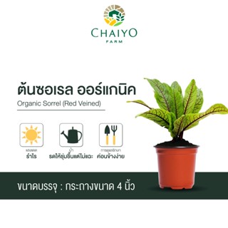 ต้นซอเรล ออร์แกนิค Organic  Sorrel (Red Veined) กระถาง 4 นิ้ว