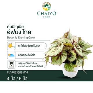 บิโกเนีย อีฟนิ่ง โกล (Begonia Evening Glow) กระถาง 4 นิ้ว