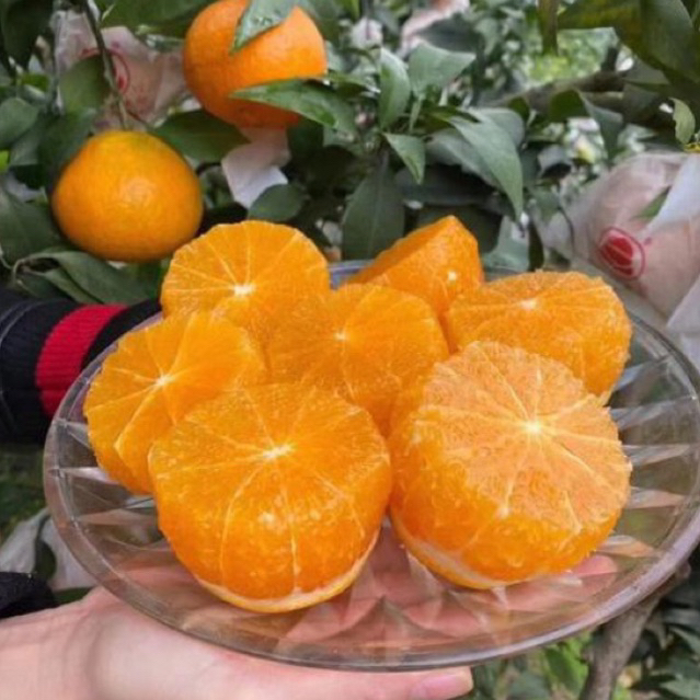พร้อมส่ง‼️(1KG) ส้มเอฮิเมะสด สายพันธุ์ญี่ปุ่น Ehime Orange ส้มเนื้อเยล ...