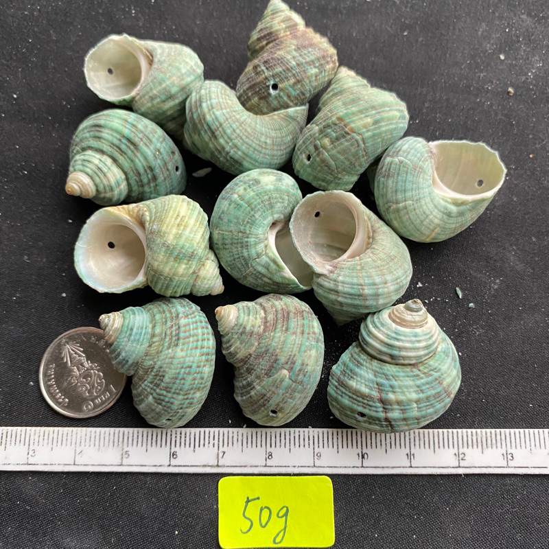 หอยเจาะ วัสดุตกแต่งทำมือ DIY 1 ชิ้น 50g drilled seashells conch&clam ...