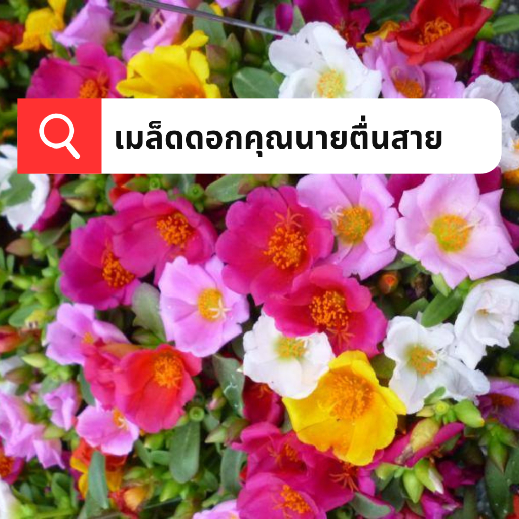 เมล็ดดอกคุณนายตื่นสาย กลีบซ้อน 10000เมล็ด เมล็ดคุณนายตื่นสายคละสี กลีบ ...