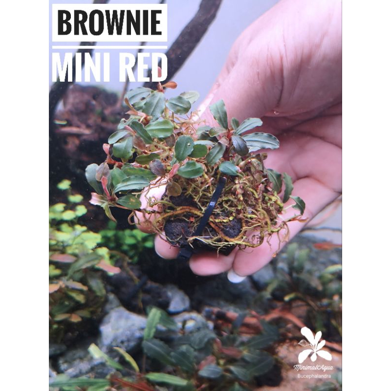 Bucephalandra,Bucep,บูเซป, Red Hades, Brownie SP., Brownie Mini Red ...