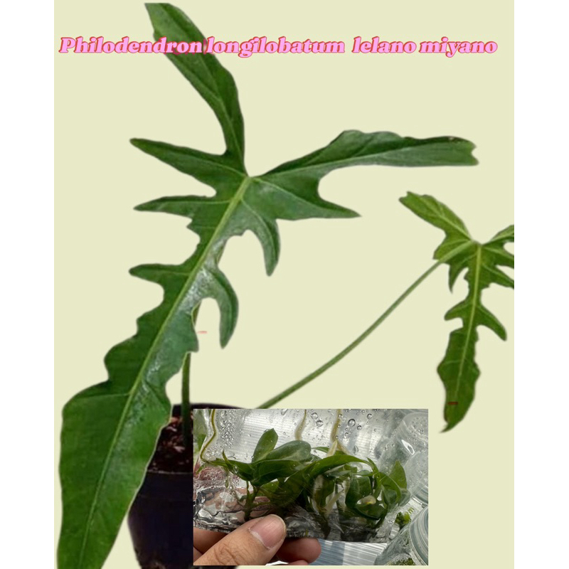 Philodendron. longilobatum lelano miyano  5  | Shopee Thailand