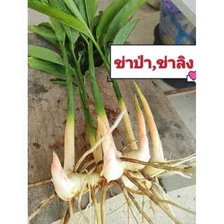 ข่า ราคาพิเศษ | ซื้อออนไลน์ที่ Shopee ส่งฟรี*ทั่วไทย!