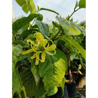 กระดังงาสงขลา(Cananga odorata var. fruticosa) ดอกหอม ต้นแข็งแรงสวยพร้อมปลูก photo