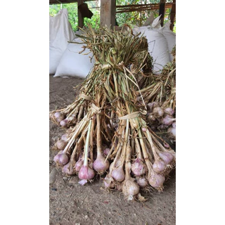 กระเทียมน้ำแร่แม่ฮ่องสอน(Gra Tiam Mae Hong Son) photo