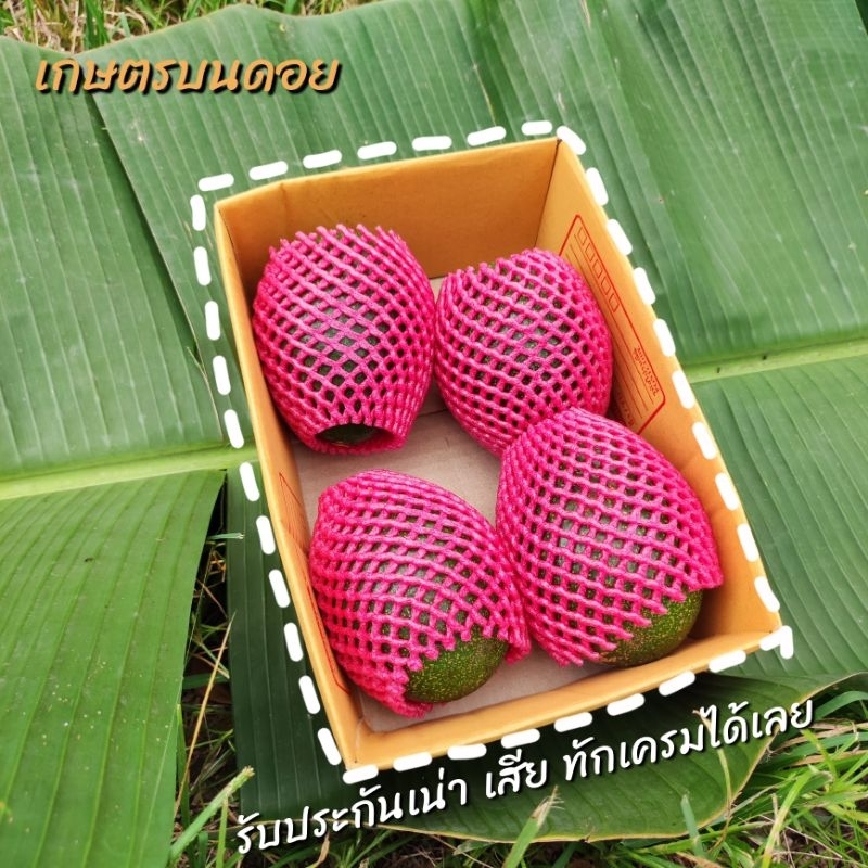 อโวคาโด 1 kg (ส่งวันจันทร์ พุธ ศุกร์) พันธ์ 034 พื้นเมือง บัคคาเนีย แฮส คัดคุณภาพโครงการหลวง