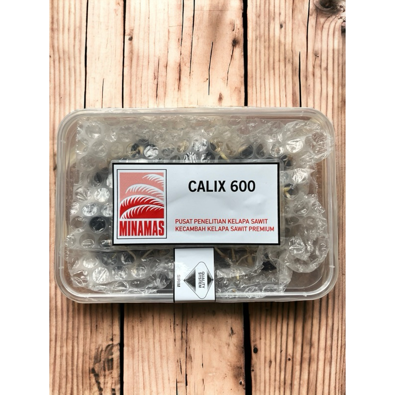 เมล็ดปาล์มน้ำมัน คาลิกซ์ 600 ( Calix 600 ) เมล็ดละ 11 บาท จำนวน 200 ...
